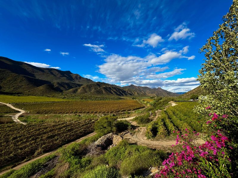 WhatsApp Image 2026-03-03 at 22.01.10 (2)